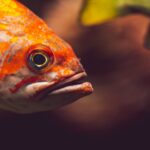 Close up photograph of a Rockfish swimming.