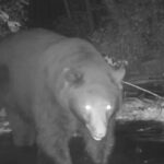 Black bear caught on trail camera