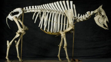 Bison bones found buried at Saanich construction site.