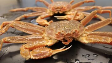 Snow crabs are going missing in Alaska.