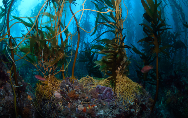 Kelp forests; valuable assets to our ecosystems.