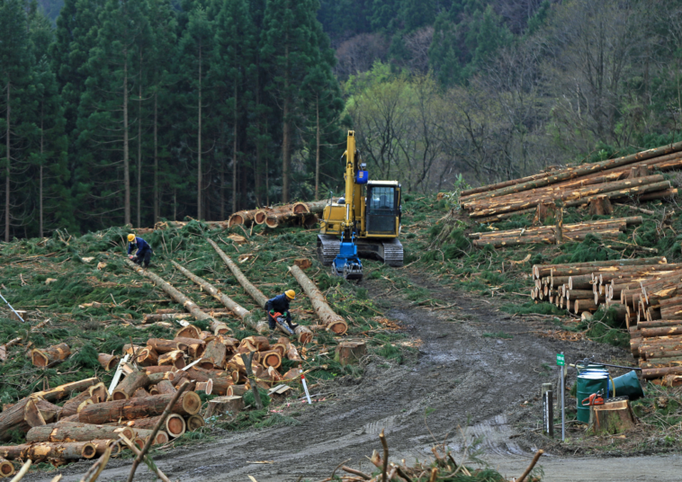 Timothy Holland, who was illegally logging the Great Bear Rainforest, received a greater fine after telling a government lawyer to "kiss my ass".