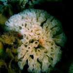 Rare glass sponge reefs are being endangered by illegal fishing.