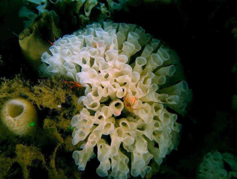 Rare glass sponge reefs are being endangered by illegal fishing.