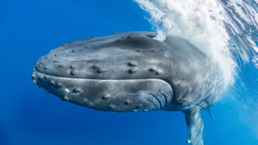 Humpback releasing massive air cloud when approaching a boat.