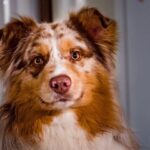 David King and Brett Murphy were identified through Facebook as the duo who saved the life of Pip, an Australian Shepherd, who was gravely injured.