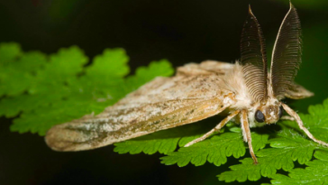 Male Spongy Moth.
