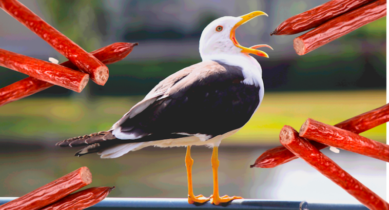 Nick Burchill's remorseful letter about seagulls and pepperoni at the Empress hotel has gone viral.