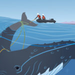 If you see an endangered marine mammal call the marine mammal incident hotline.