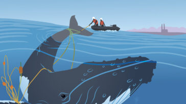 If you see an endangered marine mammal call the marine mammal incident hotline.