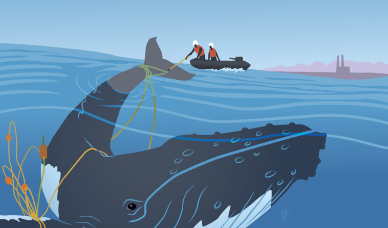 If you see an endangered marine mammal call the marine mammal incident hotline.