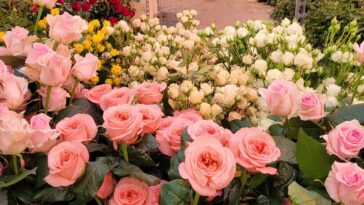Eurosa Farms is the last commercial rose grower in Canada.