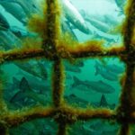 Most industrial fish farms on the BC coast raise Atlantic salmon, a species not native to the west coast