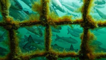 Most industrial fish farms on the BC coast raise Atlantic salmon, a species not native to the west coast