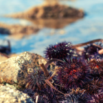 Sea urchins are migrating to warmer waters.