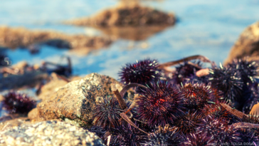 Sea urchins are migrating to warmer waters.