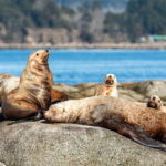 "We can draw a line on the map but if we don't have meaningful protections, what are we doing?" -Federal Fisheries Minister Joyce Murray.