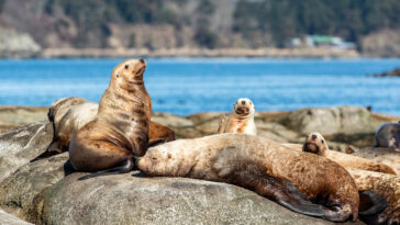 "We can draw a line on the map but if we don't have meaningful protections, what are we doing?" -Federal Fisheries Minister Joyce Murray.