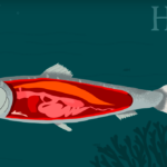 Many types of fish control their buoyancy using a swim bladder. It's like an internal balloon that expands to increase or deflates to decrease buoyancy.