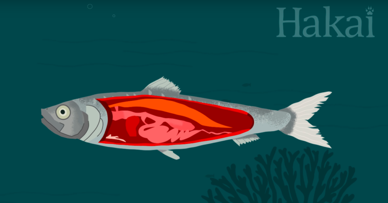 Many types of fish control their buoyancy using a swim bladder. It's like an internal balloon that expands to increase or deflates to decrease buoyancy.