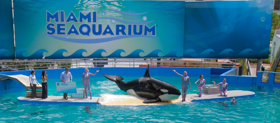 The Lummi language refers to killer whales as qwe ‘lhol mechen, meaning “our relations below the waves.” The Lummi Nation is currently working to reunite Sk’aliCh’elh-tenaut, an orca violently taken from L-pod in 1970 and held captive at the Miami Seaquarium, with her family in the Salish Sea.