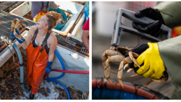 Did you know that it takes about four years for a male crab to reach the legal size for harvesting? All Dungeness crab must measure 165mm “point to point” to be of legal size. This allows every male crab to have at least one to two years of sexual maturity before being harvested. All females and undersized crab are returned to the water to help continue to grow the population.