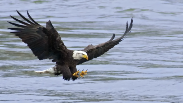 Despite being renowned for their aerial prowess and hunting abilities, bald eagles are also proficient swimmers, using their powerful wings to paddle through the water with surprising ease.