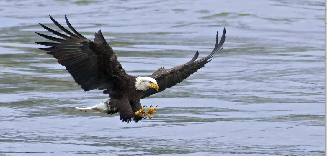 Despite being renowned for their aerial prowess and hunting abilities, bald eagles are also proficient swimmers, using their powerful wings to paddle through the water with surprising ease.
