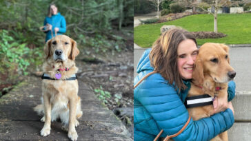 Jessica Tuomela and her guide dog, Lucy, have quite a unique bond. Not only does Lucy assist Jessica in her daily activities, but the pair have also been trained to conduct search and rescue operations, using scent trailing. In scent trailing, the dog uses its nose to locate a missing person, rather than the handler relying on visual cues such as footprints.