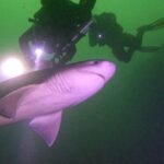 The sixgill shark is considered a primitive shark because its characteristics resemble those of fossil sharks. They belong to the Hexanchidae family, which has existed for over 180 million years.