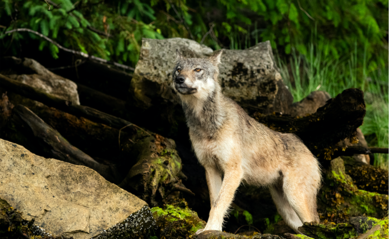 Director Isabelle Groc discusses the inspiration behind the documentary Part of the Pack and emphasizes the importance of educating West Coasters about wild wolves in an interview with West Coast Now.