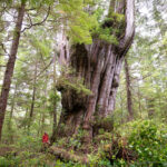 Red cedar trees are known for their reddish-brown or reddish-purple heartwood, which can sometimes be mistaken for a softwood due to its name, but it is actually a type of hardwood.