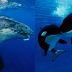 A humpback whale and two killer whales.