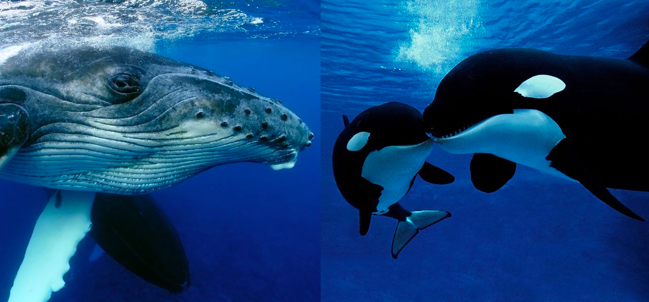 A humpback whale and two killer whales.