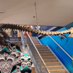 The bone structure of a Elasmosaurus.