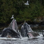 Humpback whales swimming on BC coast