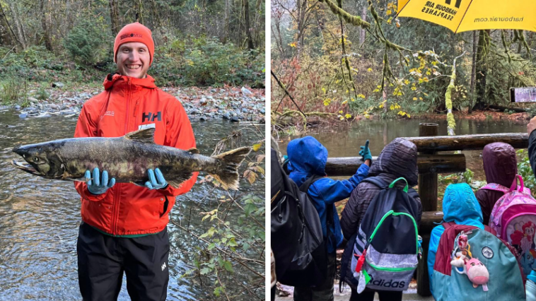 Crowds gather to watch the salmon migration at Goldstream Park