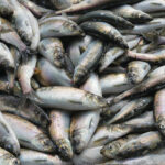 A closeup of fresh Pacific herring ( Clupea pallasii ) catch.