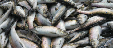 A closeup of fresh Pacific herring ( Clupea pallasii ) catch.