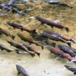 Salmon spawning in the Squamish River.