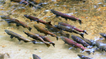 Salmon spawning in the Squamish River.