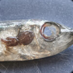 A dead herring with a louse attached to it.