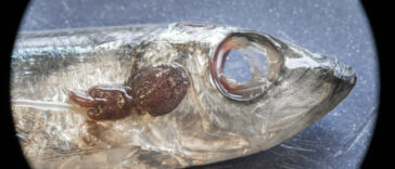 A dead herring with a louse attached to it.