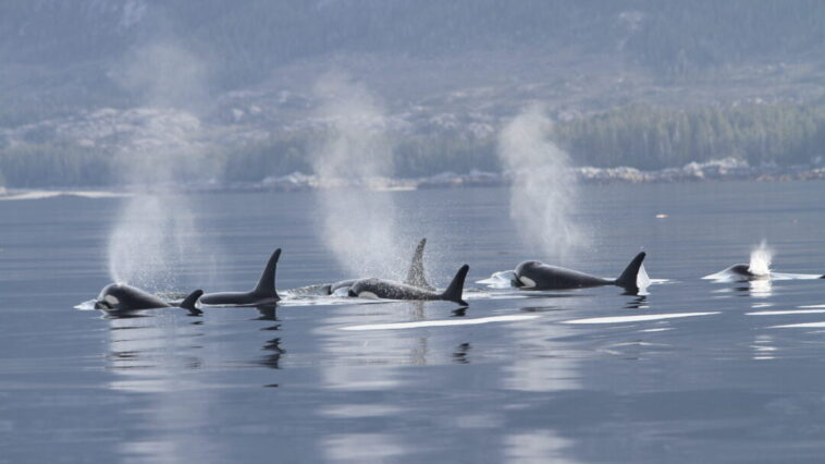 BC Killer Whales