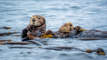 Two otters floating on the ocean surrounded by kelp.