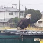 An eagle perches on a dumpster in downtown Prince Rupert.