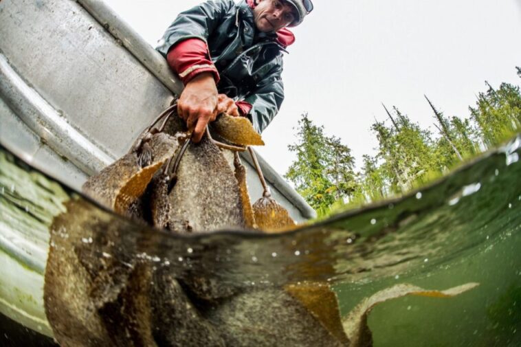 A Heiltsuk fisherman collects herring roe attached to kelp, known as "spawn on kelp" (SOK).