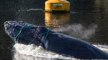 A humpback whale entangled in ropes.
