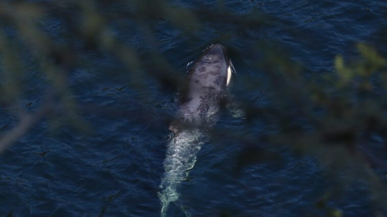 A view of Brave Little Hunter in the water from behind the cover of a tree