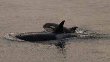 Brave Little Hunter and their mother in the lagoon.